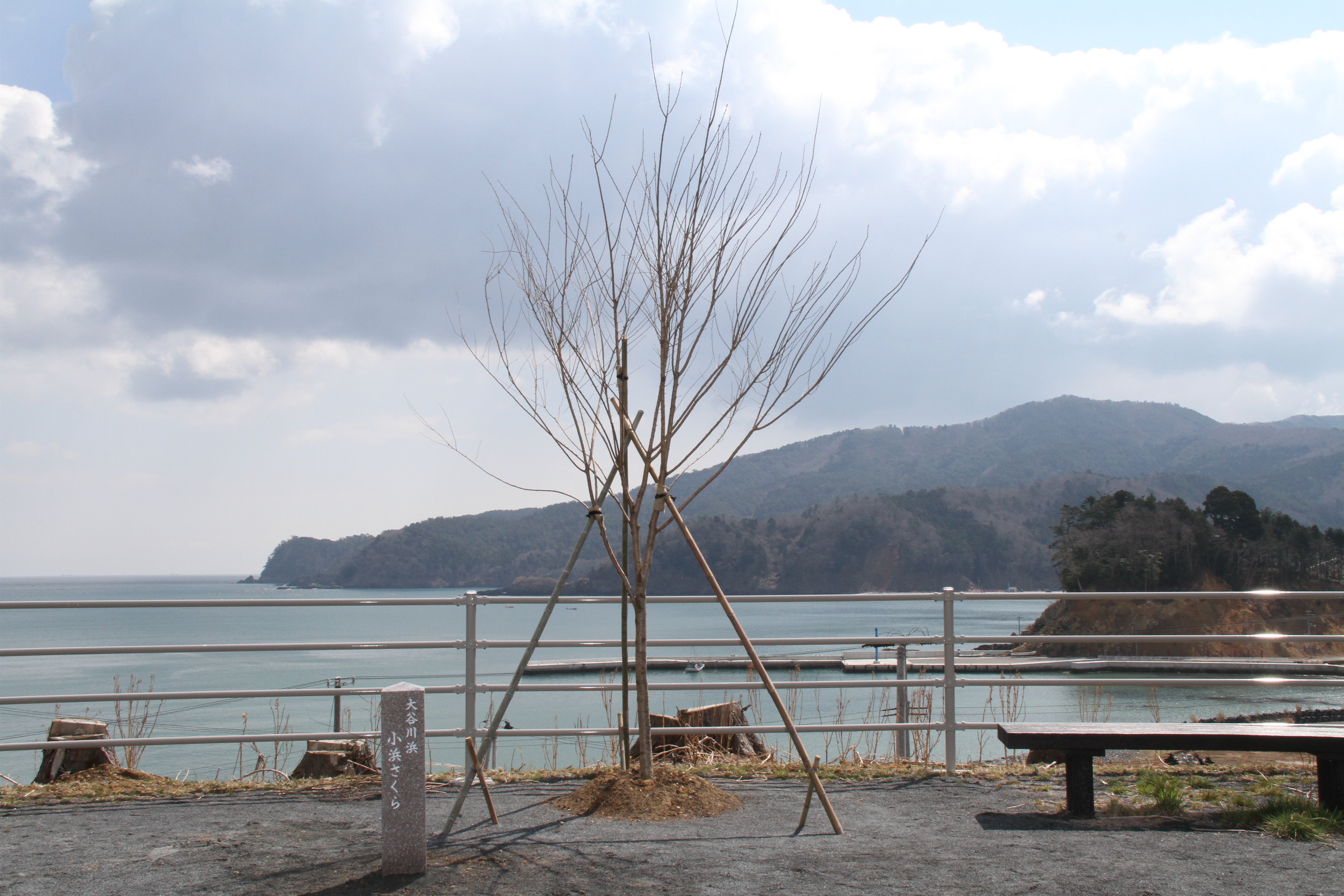 tohoku_sanriku_shokuju.JPG