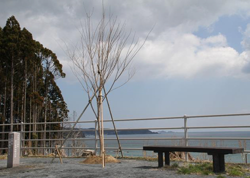 岩手県にある桜の成木と石柱