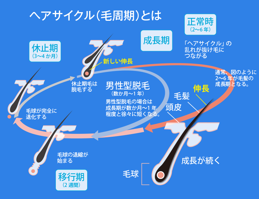 ヘアサイクルと脱毛のメカニズム カミわざ