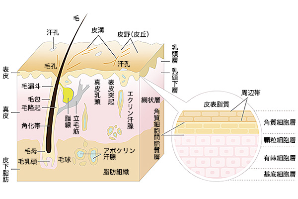 髪の構造をおさらい 成分と性質を知って薄毛や抜け毛を防ごう カミわざ