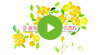 脱毛から発毛までの流れ