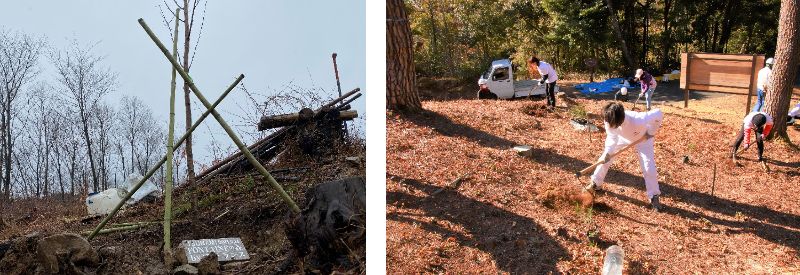 サクラ・アカマツ